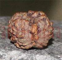 Two mukhi 33- 16.5x13.2x11.2